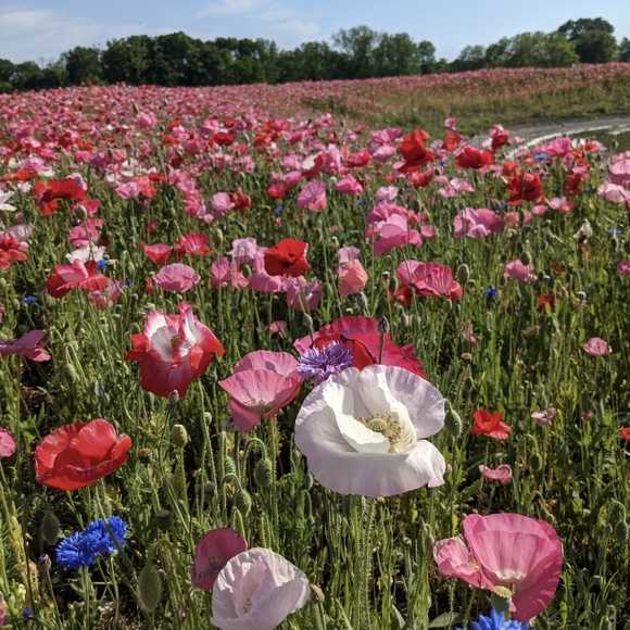 Hello, I am Sam - Picture 3 of 7